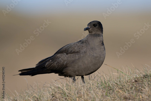 Oiseau