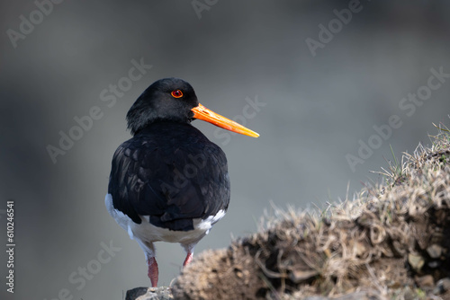 Oiseau