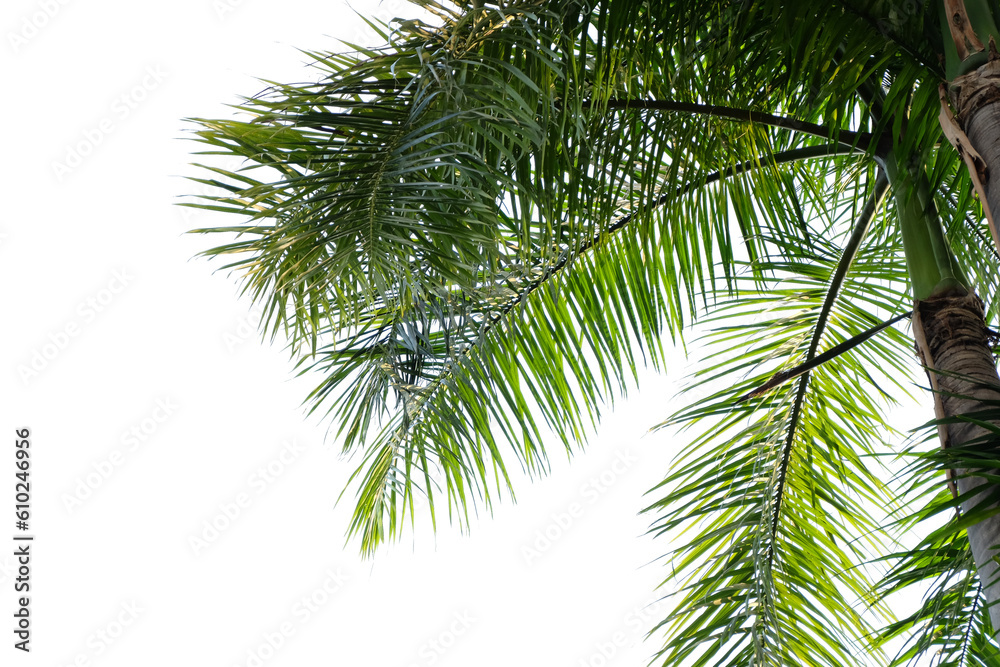 palm tree isolated cut out background