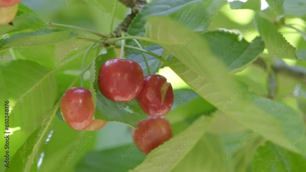 close-up of tree branches full of red cherries