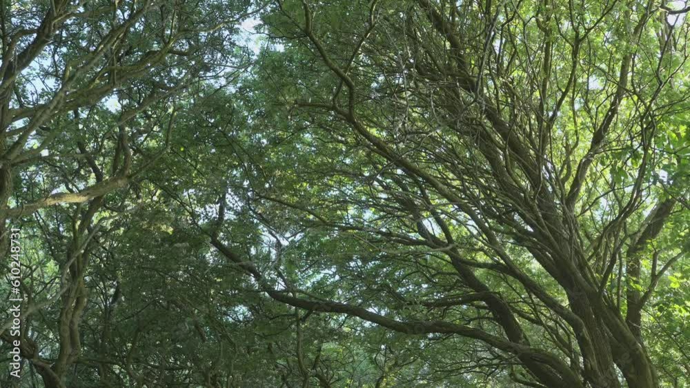 Sunlight flaring through trees and buzzing insects catching the light ...