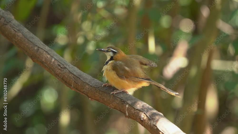 Lesser Necklaced Laughing thrush on branch ,Bird watching in forest