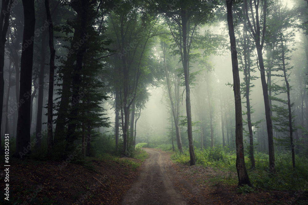 Fototapeta premium road in green forest, misty morning landscape
