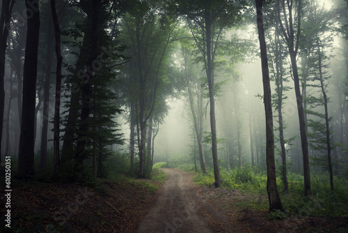 road in green forest, misty morning landscape