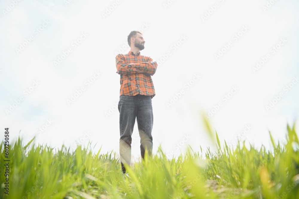 A young farmer inspects the quality of wheat sprouts in the field. The concept of agriculture A young farmer inspects the quality of wheat sprouts in the field. The concept of agriculture