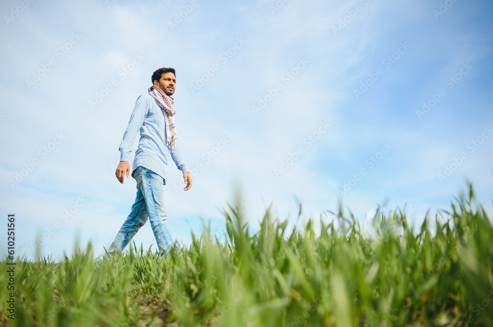 Portrait of farmer standing in a wheat field. farmer stands in green wheat field, looks, examines his crop Portrait of farmer standing in a wheat field. farmer stands in green wheat field, looks, examines his crop