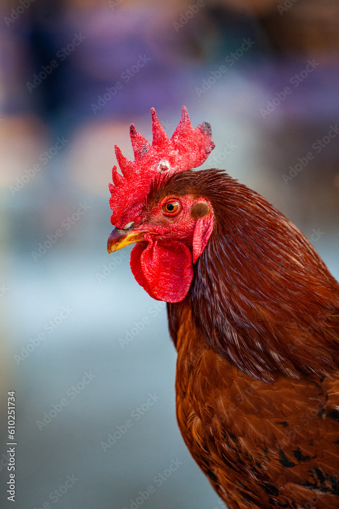 Portrait of a rooster with a red comb on his head.