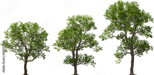 pecan deciduous tree, pecan nut, tree, hq arch viz cutout