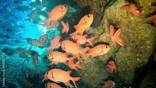 Humpnose big-eye bream in the depths of the Red sea, travel concept photo