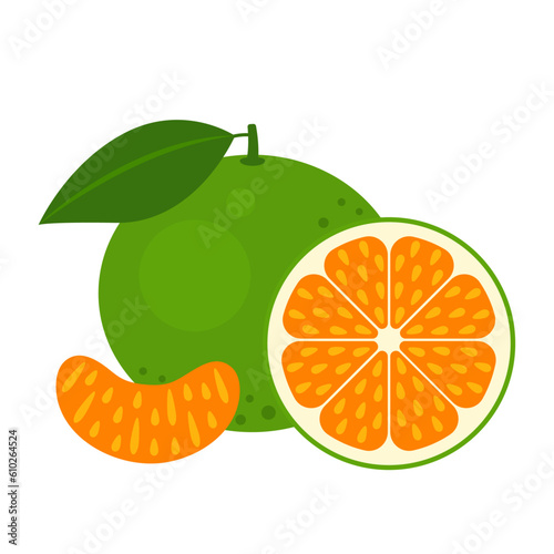Green tangerine whole fruit, half and slice isolated on white background. Citrus reticulata, mandarin, Thai orange citrus icon. Vector illustration of tropical exotic fruits in flat style.