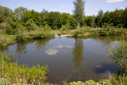 idyllic pond with bank vegetation