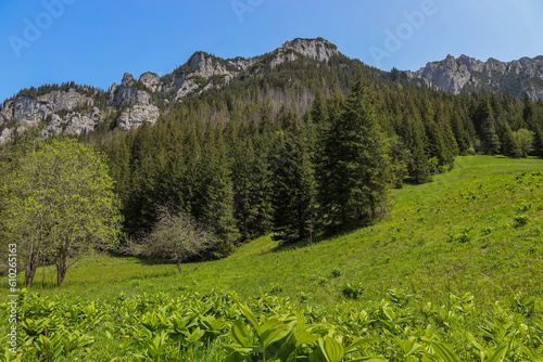 meadow and mountains - Tatry  Dolina Chocho  owska