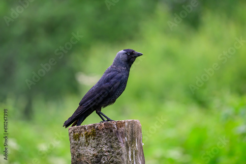 Jackdaw, Corvus monedula, perched on a gate post.
