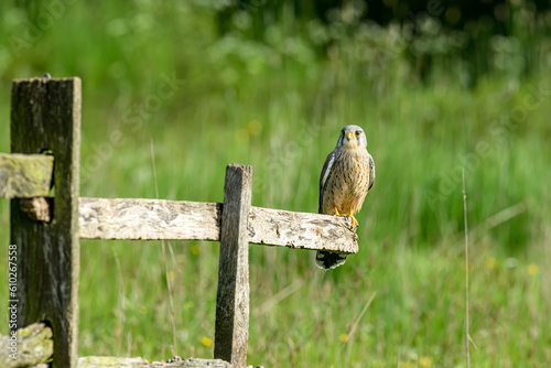 Kestrel, Falco tinnunculus, perched on a fence in farmland photo