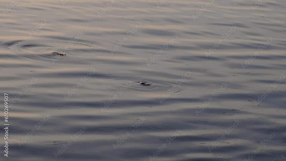 Baby loggerhead sea turtle, endangered species, swimming with flippers on the surface of ocean Baby loggerhead sea turtle, endangered species, swimming with flippers on the surface of ocean