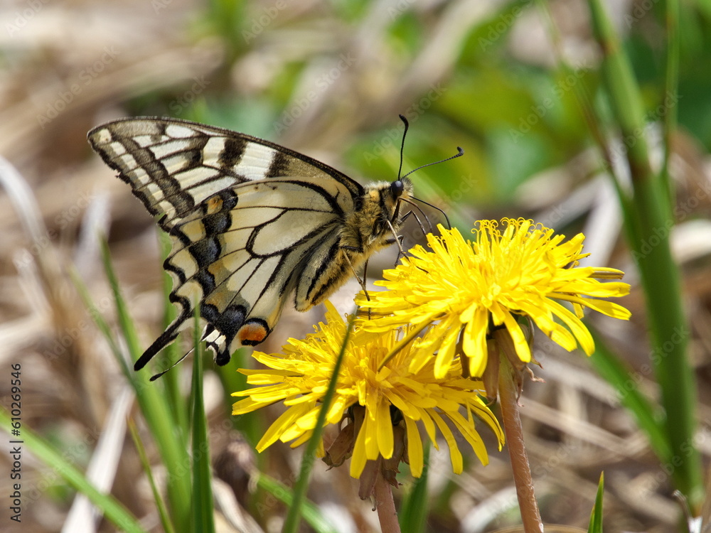 Eastern Hokkaido swallowtail butterfly and dandelion Eastern Hokkaido swallowtail butterfly and dandelion