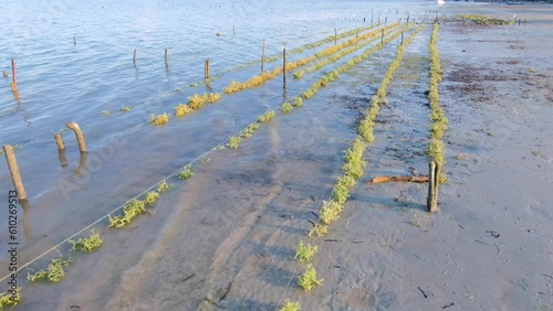 Cultivated edible seaweed growing in ocean at lowtide at sustainable seaweed farm on Atauro Island in Timor-Leste, Southeast Asia photo