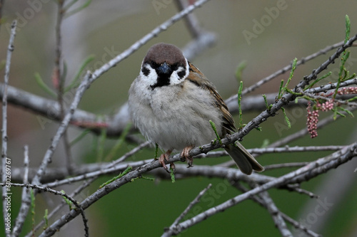 Tree sparrow in a tamarisk // Feldsperling (Passer montanus) photo