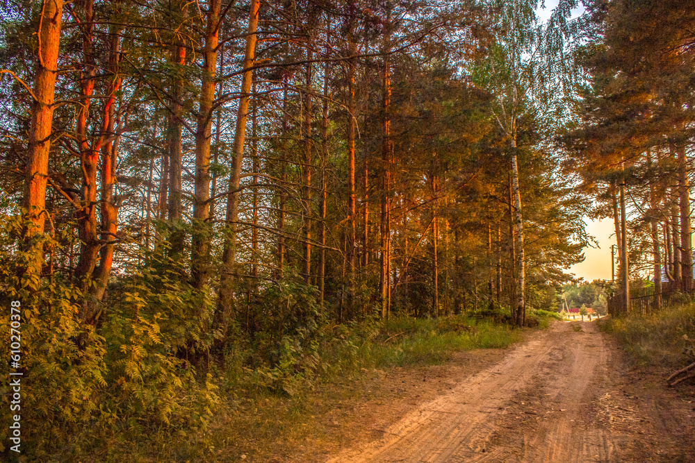 Pine trees illuminated by setting sun along road. Rural landscape.