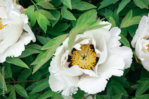 Blooming white tree peony in a botanical garden, close up.