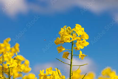 Close-up of a rapeseed flower