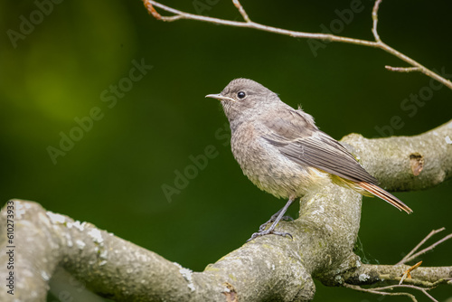 A young black redstart (Phoenicurus ochruros) sits on the branch with dark green background and copyspace. Close-up portrait a young black redstart on a summer day.