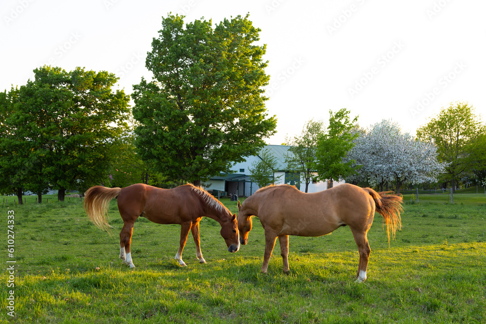 Obraz premium Two back lit tan horses standing nose to nose in field during a beautiful spring dawn, St. Pierre, Island of Orleans, Quebec, Canada