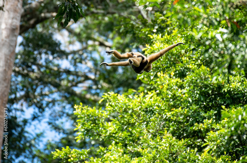 flying gibbons