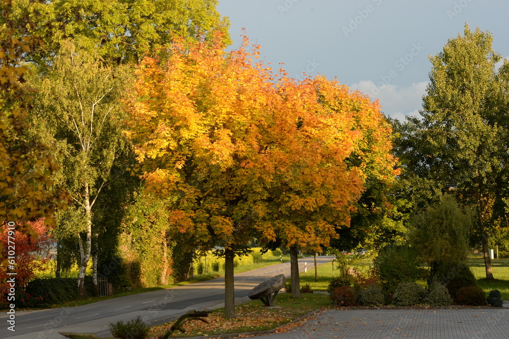 Herbstausflug. Von bunten herbstlichen Bäumen gesäumte Straße Herbstausflug. Von bunten herbstlichen Bäumen gesäumte Straße