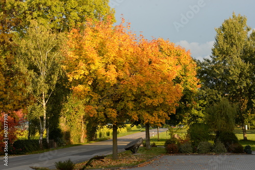 Herbstausflug. Von bunten herbstlichen Bäumen gesäumte Straße