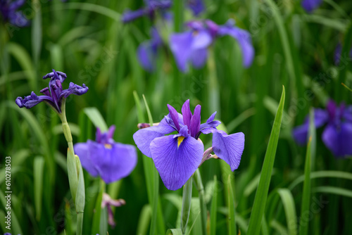 菖蒲