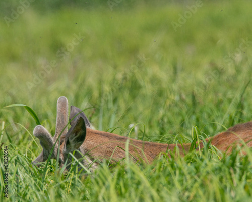 jekeń byk w słoneczny dzień na łące w wysokiej trawie