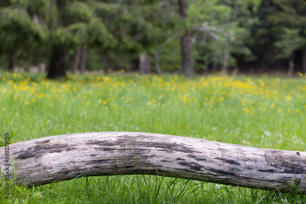 Wooden log on a meadow with yellow flowers Wooden log on a meadow with yellow flowers