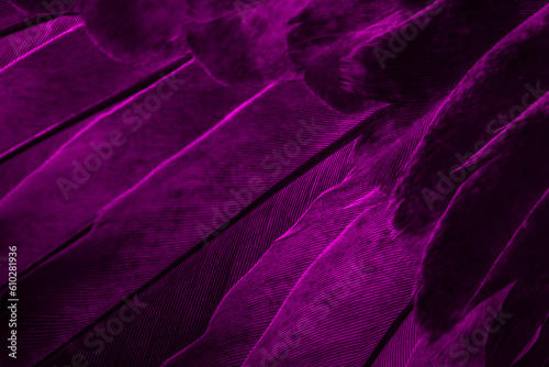 Violet feather pigeon macro photo. texture or background