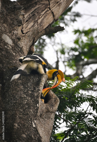 The great hornbill is native to the forests of India, Bhutan, Nepal, mainland Southeast Asia and Sumatra.