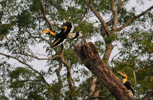 The great hornbill is native to the forests of India, Bhutan, Nepal, mainland Southeast Asia and Sumatra.