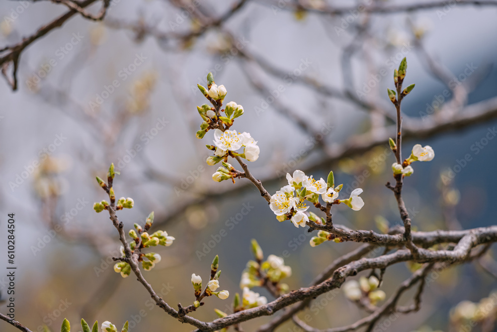 Closeup view of blooming tree at early spring. Closeup view of blooming tree at early spring.