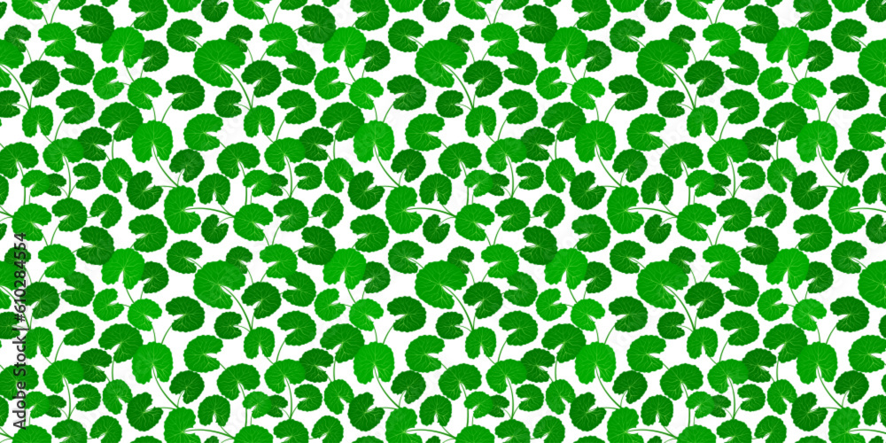 Centella asiatica seamless pattern vector illustration. Gotu kola repeated texture. Fresh green leaf for organic cosmetics, natural products, food, medicine design. Asian pennywort endless background. Centella asiatica seamless pattern vector illustration. Gotu kola repeated texture. Fresh green leaf for organic cosmetics, natural products, food, medicine design. Asian pennywort endless background.