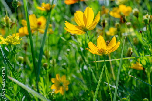 Yellow flower field, bright green background, close-up and morning light.