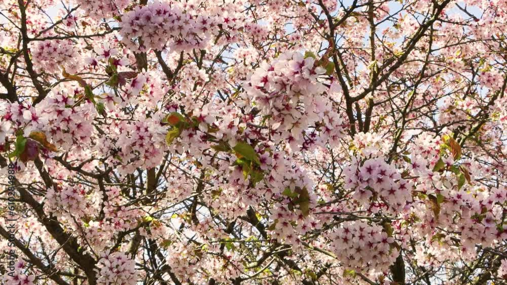 Beautiful spring flowers in the park. Beautiful spring flowers in the park.
