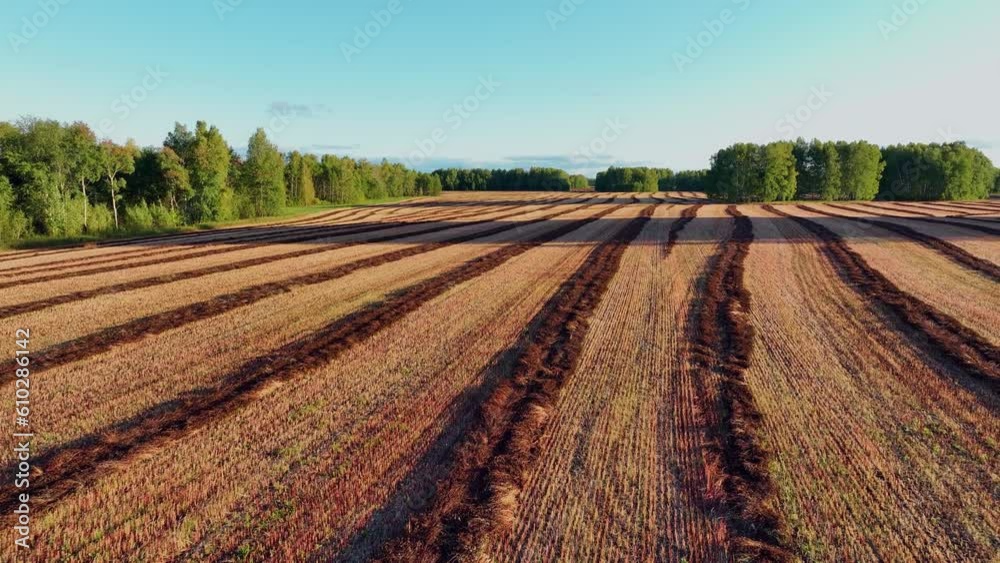 Agricultural field in summer. Aerial view
Agricultural field in summer. Aerial view
