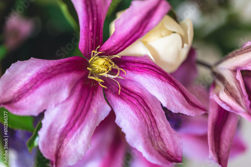 Floral background, bouquet of flowers from home garden.