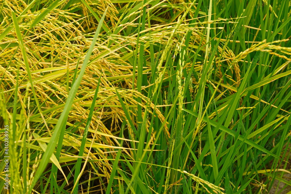 Rice field agriculture grain food yield season Rice field agriculture grain food yield season