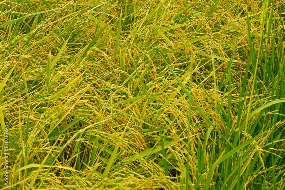 Rice field agriculture grain food yield season Rice field agriculture grain food yield season