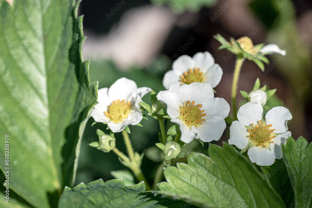 strawberry plants, flowers in the garden,nacka,sverige,sweden,stockholm strawberry plants, flowers in the garden,nacka,sverige,sweden,stockholm