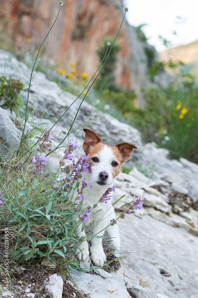 dog on a stone at mountains in flowers. Hiking with a Pet. Jack Russell Terrier in nature, at its peak - obrazy, fototapety, plakaty 
