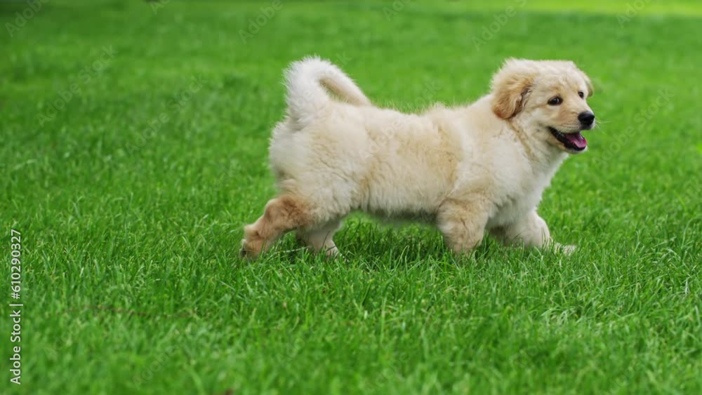 Cute little golden retriever playing in the grass. Cute little golden retriever playing in the grass.
