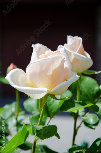 Beautiful white roses blooming in the garden
