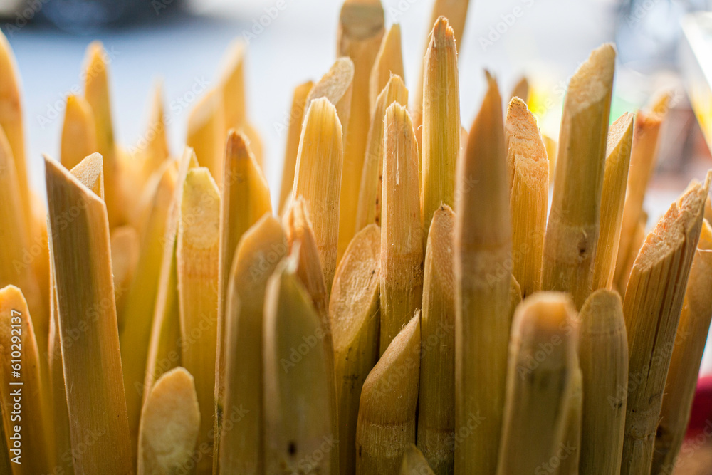 close-up of the sugarcane. close-up of the sugarcane.