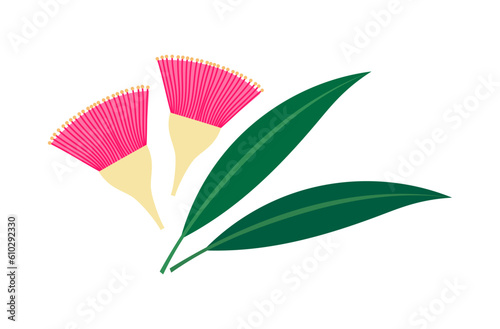 Eucalyptus leucoxylon pink flowers and leaves.